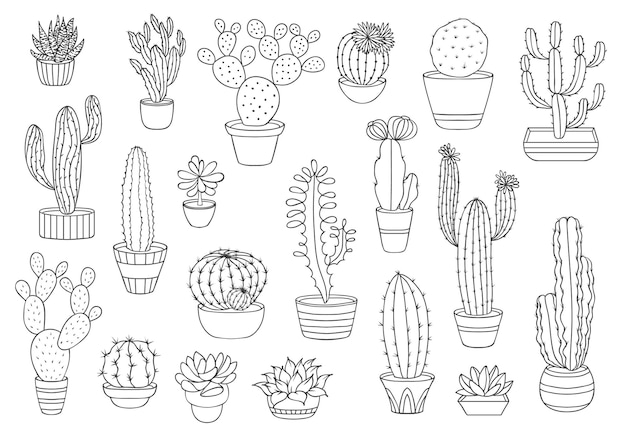 Outline cactus succulents vector desert plants Thin line cacti in flower pots mexican agave opuntia or prickly pear saguaro echeveria and haworthia cactus succulents with spiky leaves flowers