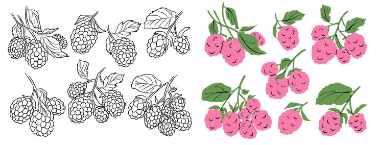 Vector outline and cartoon colored raspberry fruit icon set vector illustration
