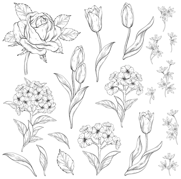 Vector outline classic floral elements roses and tulips