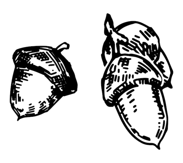 Контурный клипарт желудей Дудлы осеннего лесного урожая Ручно нарисованная векторная иллюстрация, изолированная на белом фоне