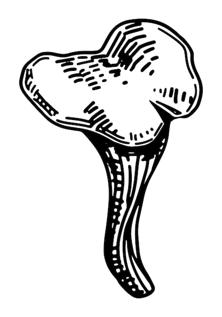 Контур клипарта съедобных грибов Каракули осеннего лесного урожая Ручной рисунок векторной иллюстрации на белом фоне