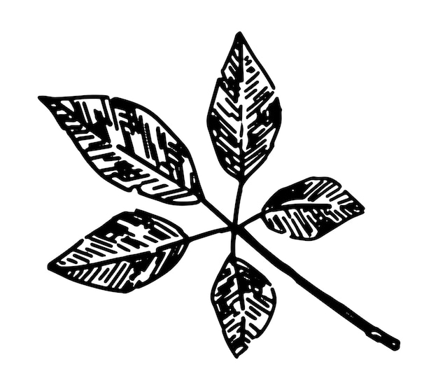 ベクトル 落ち葉の概要クリップアート秋の植物属性の落書き白い背景に分離された手描きのベクトル図