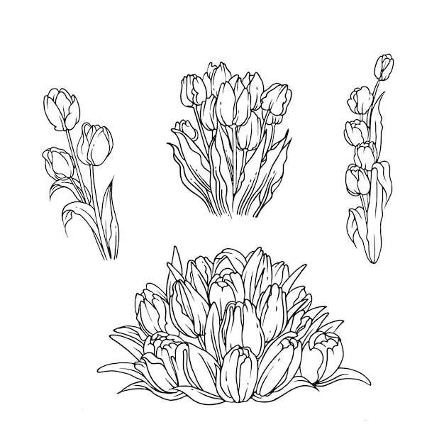 Outline design of tulip bouquet for nature ornament