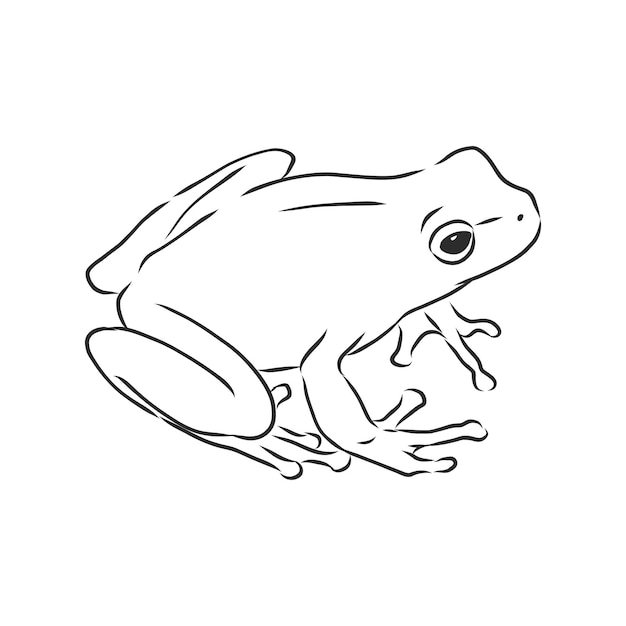 Vector outline drawing of a frog isolated on white, frog vector sketch illustration