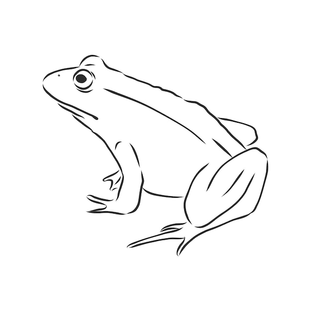 Schema di disegno di una rana isolata su bianco, illustrazione di schizzo di vettore di rana