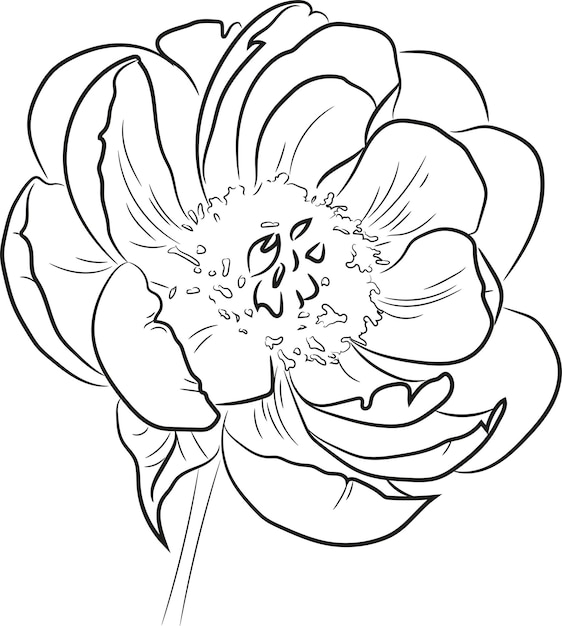 Outline drawing of a peony. Vector