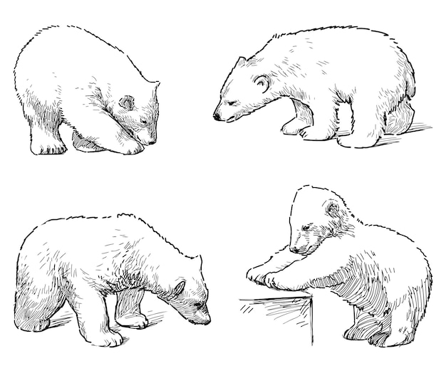 Disegni di contorno di quattro cuccioli di orso polare