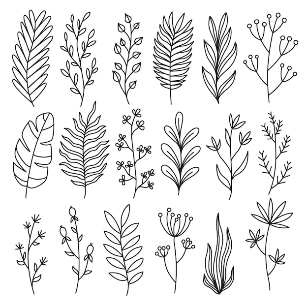 Vector outline floral leaves plants branches