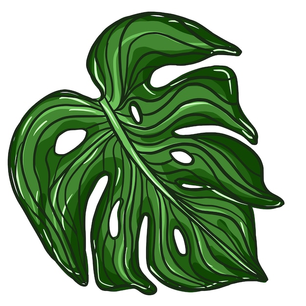 Outline green monstera plant leaves. Tropical palm leaf