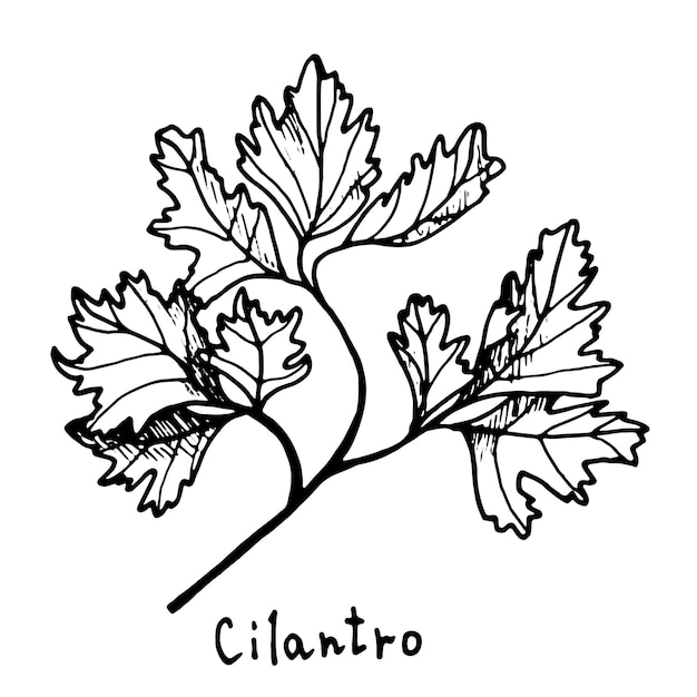 Outline hand drawn culinary herb cilantro on transparent background