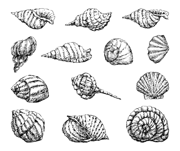 手描きの貝の概要 セットベクトルスケッチを白に分離した