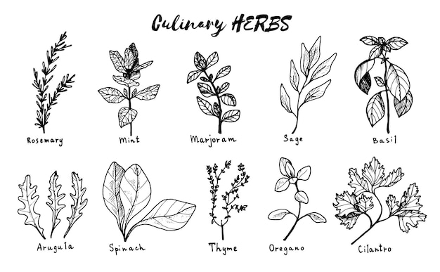 Outline hand drawn set of culinary herbs