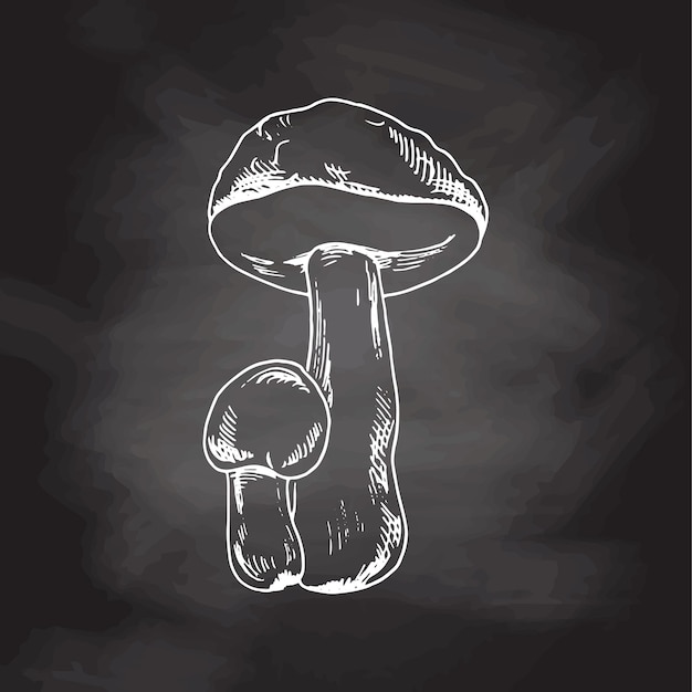 Vector outline illustration of boletus mushrooms, white sketch isolated on black chalkboard, sketch icon
