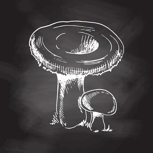 Outline Illustration of forest mushrooms, White sketch isolated on black chalkboard, sketch icon