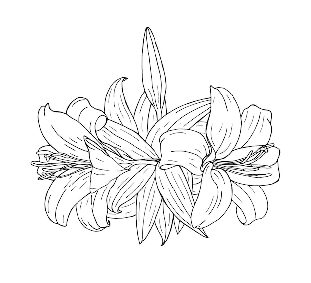 Outline lilies for coloring book Vector illustration isolated on a white background