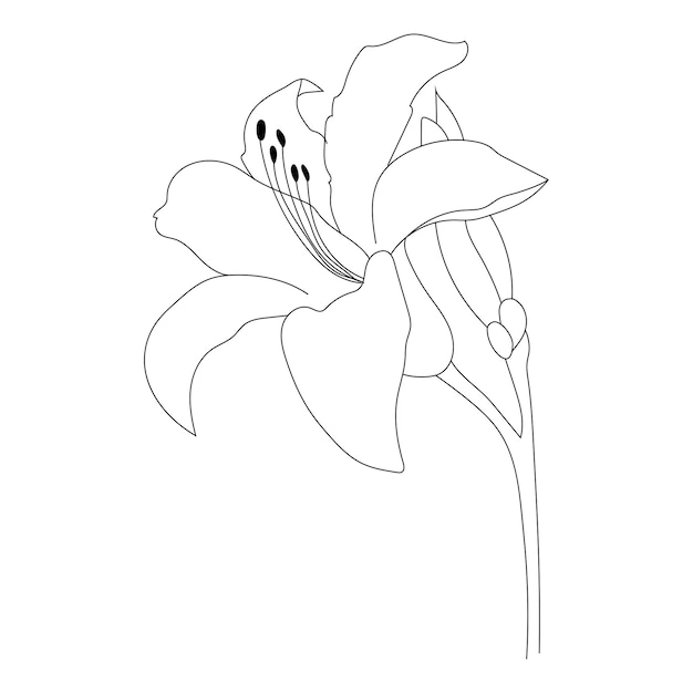 Vector outline lily flower isolated on white background