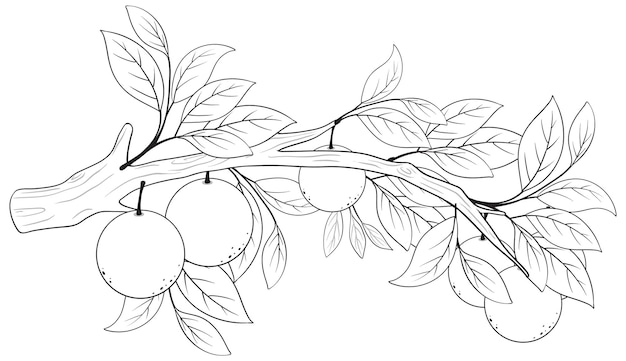 Vector outline of an orange tree branch