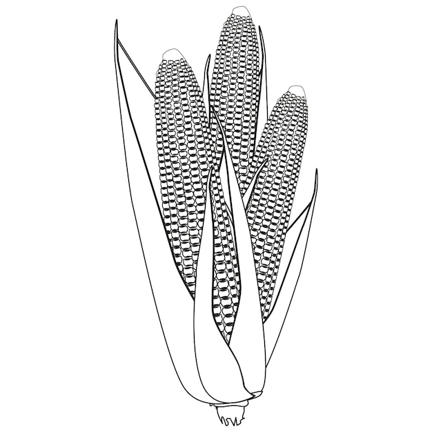 白い背景のデザイン要素に分離された穀物と葉を持つ 3 つのトウモロコシの穂軸の概要
