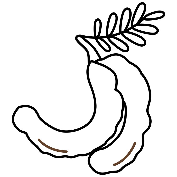 Vector outline van de tamarindvrucht