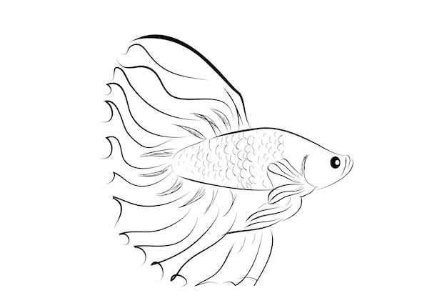 Outline Vector Betta or siamese fighting fish, Big and Beautiful Tail