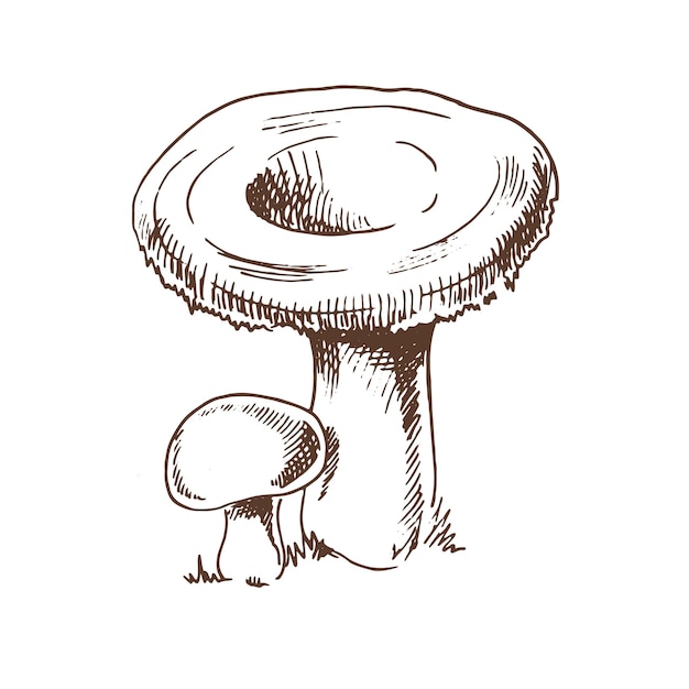 Outline Vector sketch icon Illustration of mushrooms growing in the forest