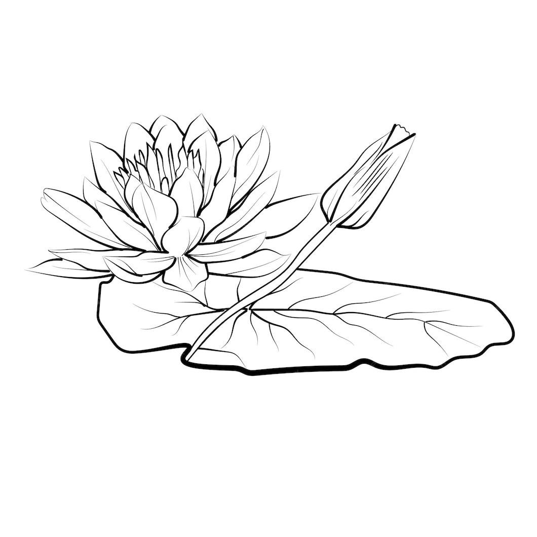 30 Water Lily Flower Drawing Coloring Pages 30 Water Lily Flower Drawing Coloring Pages