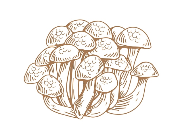 Outlined Asian shimeji mushrooms. Bunch of wild forest fungi. Vintage botanical drawing of Japanese fungus. Contoured hand-drawn vector illustration isolated on white background.