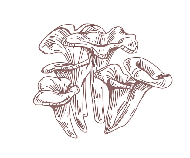 Outlined black chanterelle or trumpet mushrooms drawn in vintage style. Engraving of forest edible fungi. Organic fungus sketch. Contoured vector illustration isolated on white background.