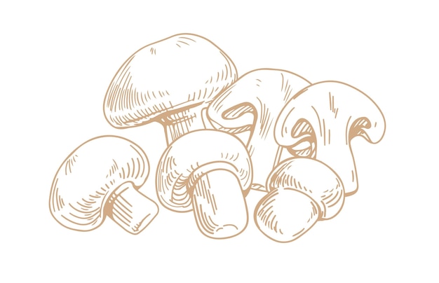 Outlined champignons mushrooms. Composition with whole edible fungi and their slices. Handdrawn vintage drawing of fungus. Contoured hand-drawn vector illustration isolated on white background.