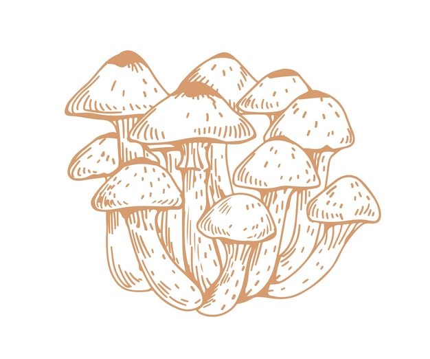 Outlined drawing of Armillaria, honey mushroom, or fungus. Bunch of contoured edible forest fungi. Hand-drawn vector illustration of natural vegan food isolated on white background.