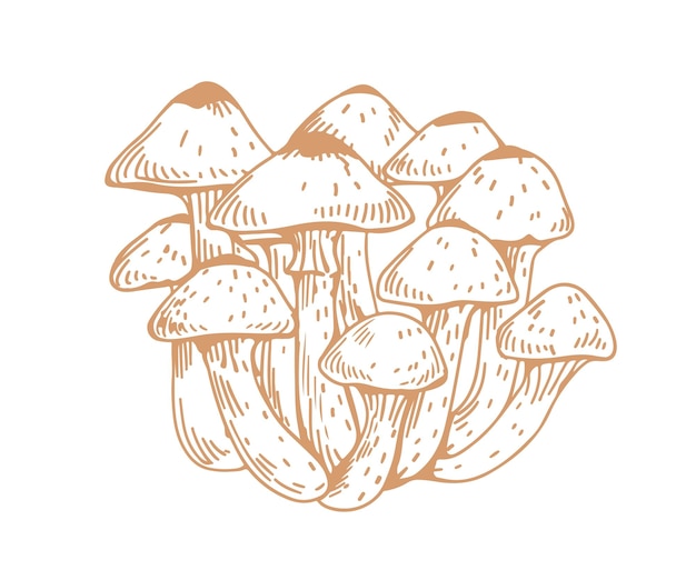 ベクトル アルミラリア、ハニー マッシュルーム、または菌類の輪郭を描いた図。起伏のある食用の森の菌類の束。白い背景に分離された自然なビーガン フードのベクトル イラストを手描き。
