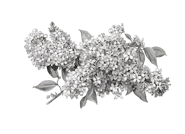 Вектор Очерченные выгравированные сиреневые цветы, изолированные на белом фоне векторная карикатура