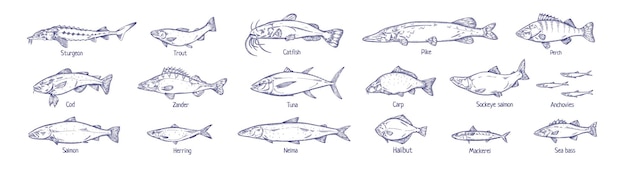 Set di disegni vintage di pesci delineati specie marine e fluviali disegnate in stile retrò tonno salmone sagomato trota merluzzo lucioperca aringa illustrazioni vettoriali dettagliate isolate su sfondo bianco