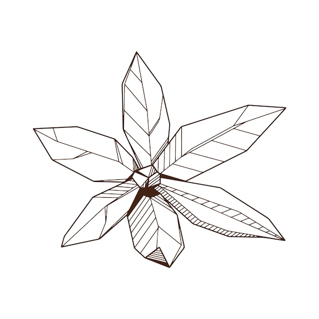 Vector outlined hand drawind geometrical blossoming flower ylangilang line art