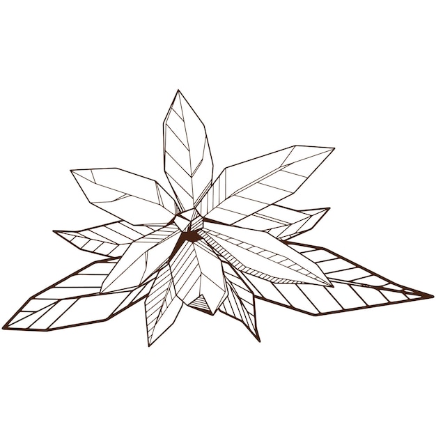 Outlined hand drawind geometrical blossoming flower ylangilang line art