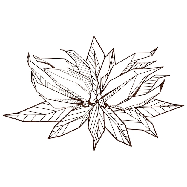 Outlined hand drawind geometrical blossoming flower ylangilang line art