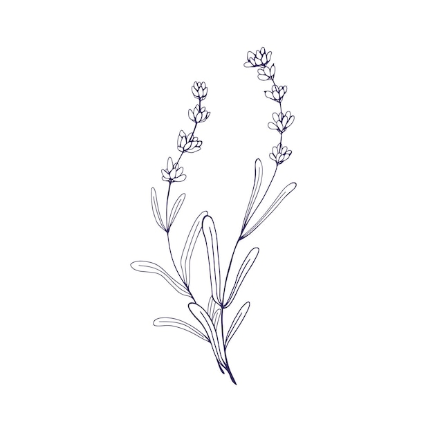 ラベンダの花の枝の輪郭 フランスのラベンダの植物 プロヴァンスのラベンダーの植物学的なレトロエッチド絵 白い背景に隔離された詳細な手描きのベクトルイラスト