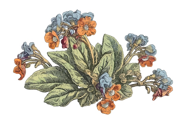 Вектор Очерченные цветы медуницы винтажные ботанические гравированные рисунки изолированы на заднем плане мультфильм векторная иллюстрация