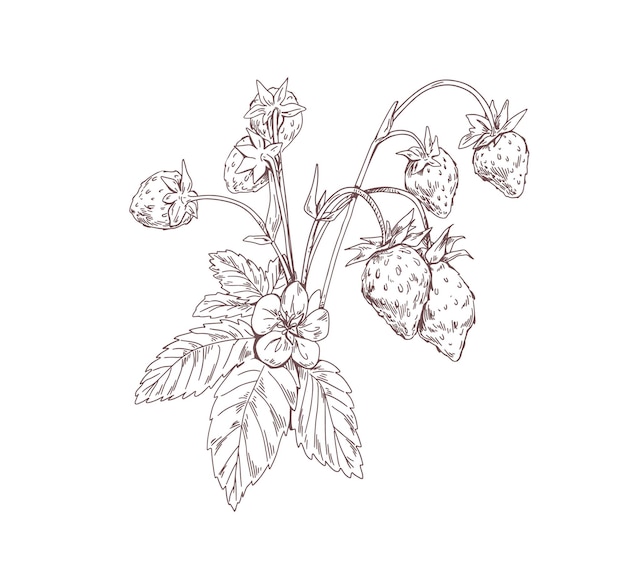 Vector outlined wild strawberry branch. vintage botanical drawing of forest plant with growing berries and flowers. sketch in retro style. hand-drawn vector illustration isolated on white background