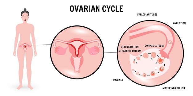 Ovarian cycle infographic in vector
