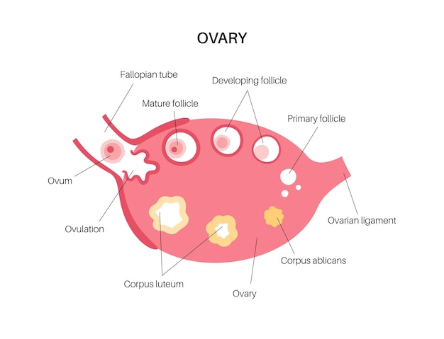 Vector ovary anatomy poster