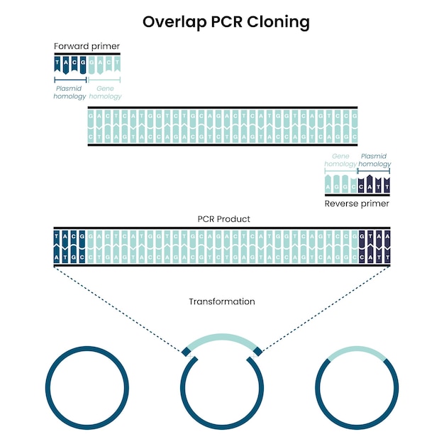 Overlap Polymerase Chain Reaction PCR Klonen vectorafbeelding