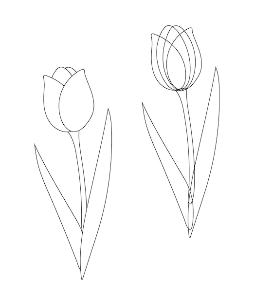 Overzichtstekening van een tulp met zwarte lijnen op een witte achtergrond