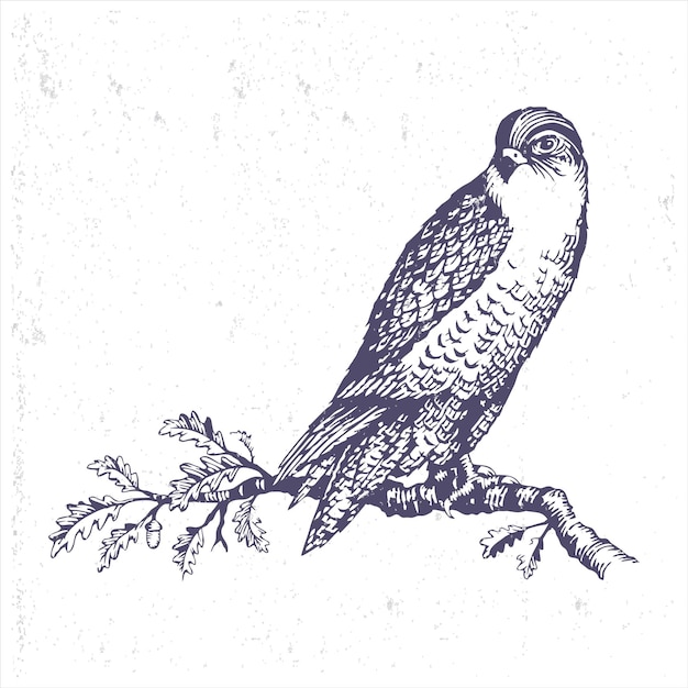 owl on a branch with hand drawing