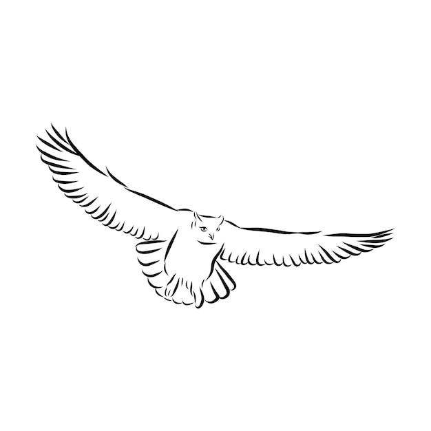 フクロウ手描き、黒と白の孤立したベクトル図