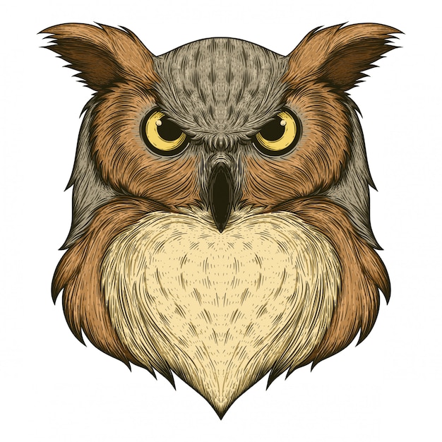 Vector owl illustration