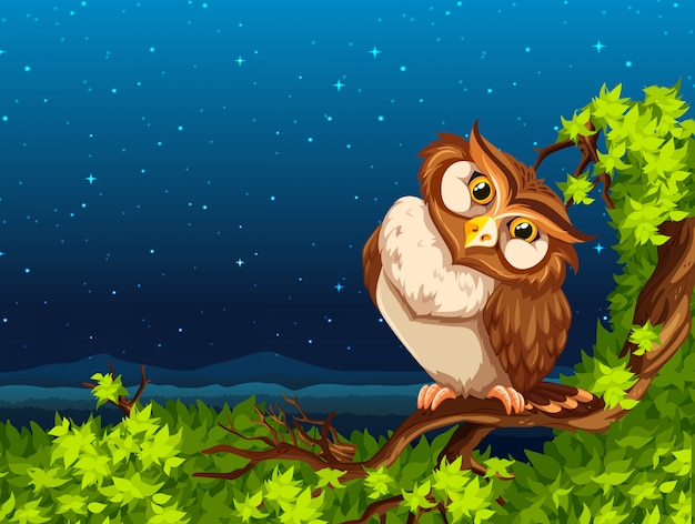 A owl at night