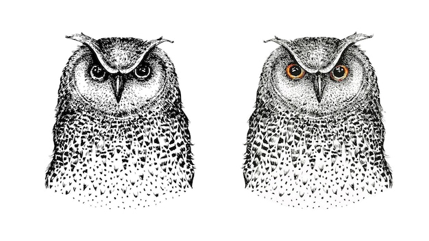 Owl vector handdrawn set in zentangle style