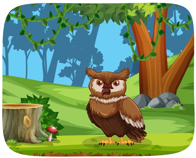 Owl in wood scene