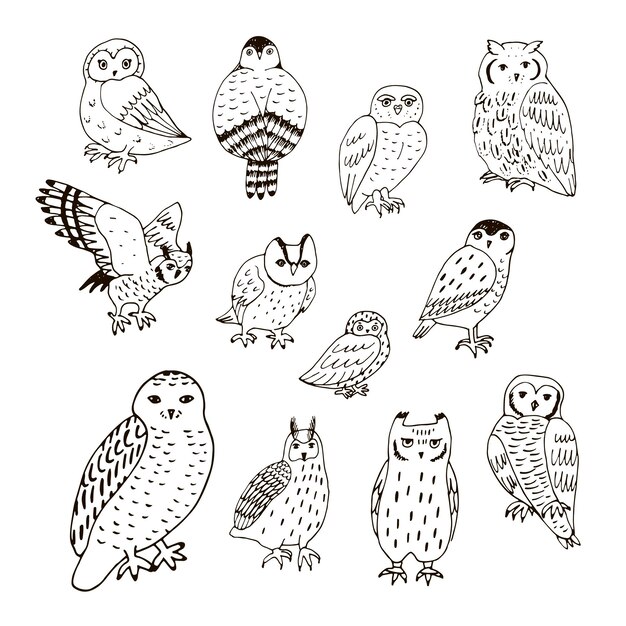 Vector owls forest animals vector illustrations line set